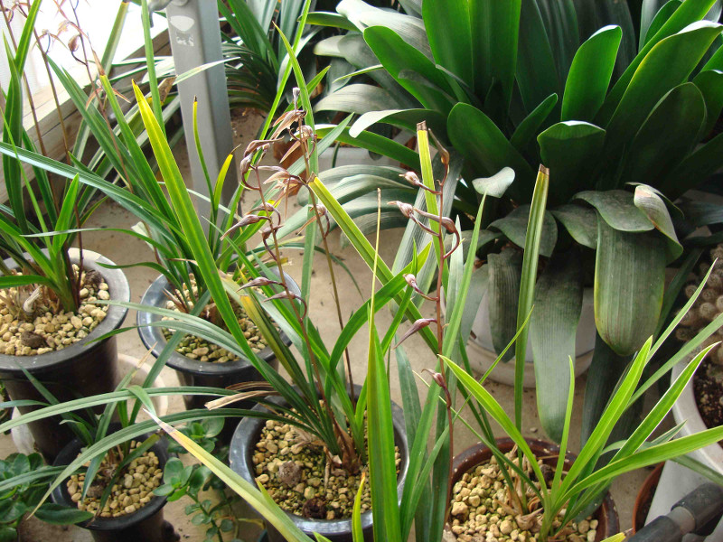 Cymbidium Kanran Makino