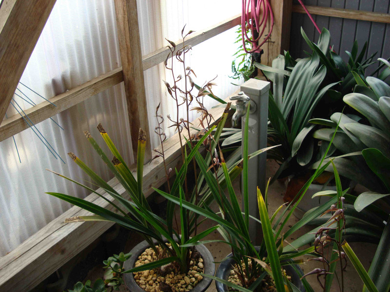 Cymbidium Kanran Makino