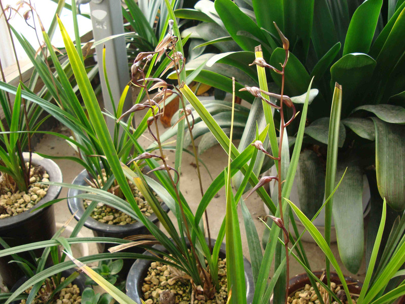 Cymbidium Kanran Makino