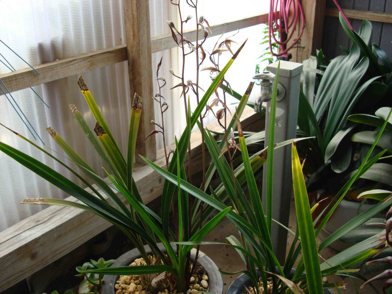 Cymbidium Kanran Makino