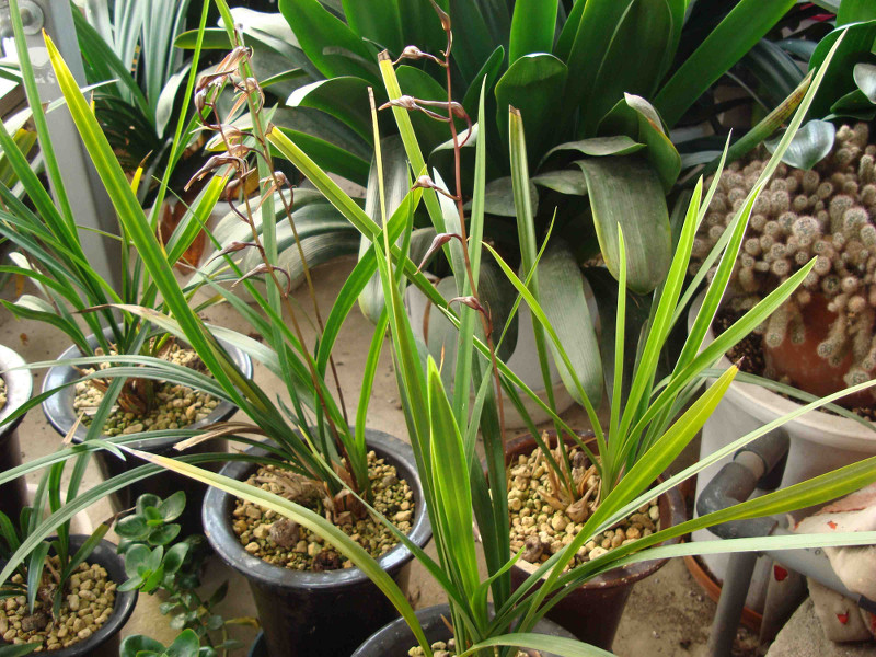 Cymbidium Kanran Makino