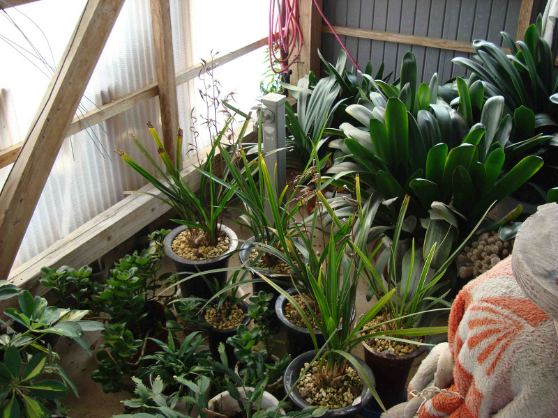 Cymbidium Kanran Makino