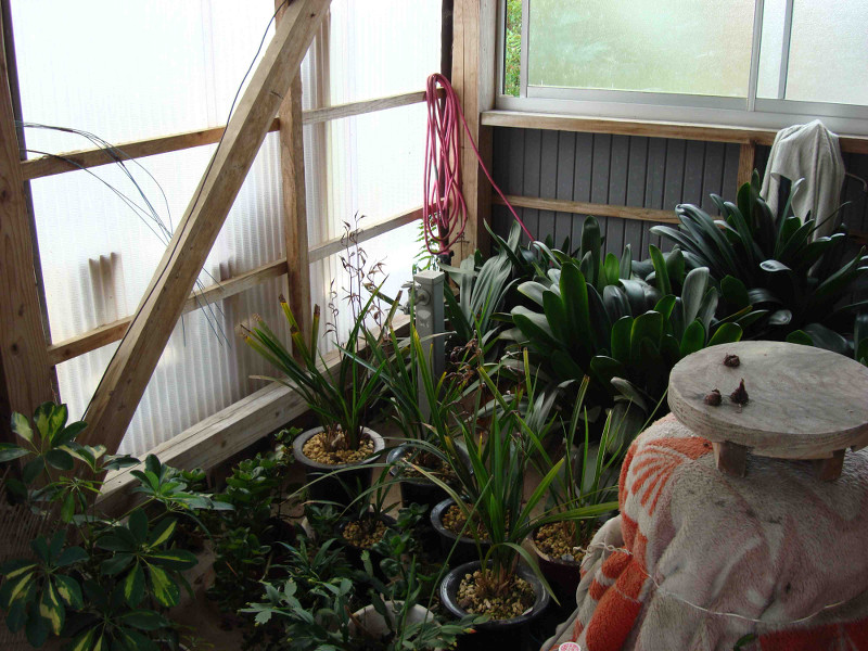 Cymbidium Kanran Makino