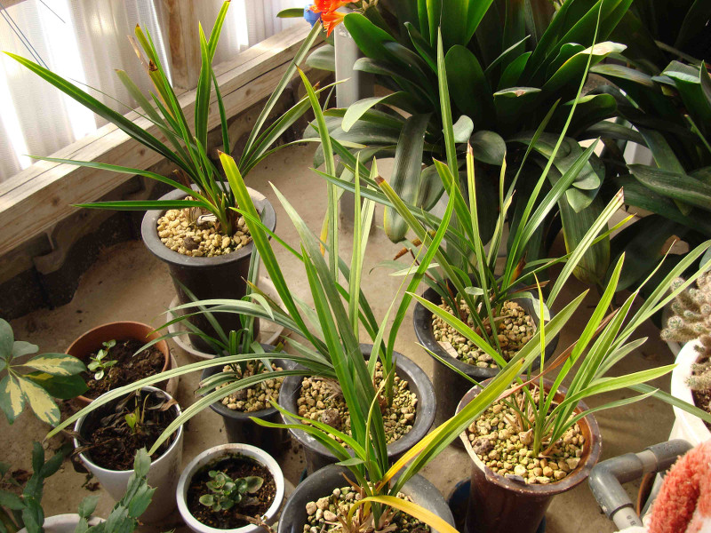 Cymbidium Kanran Makino