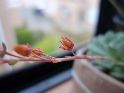Echeveria Orion