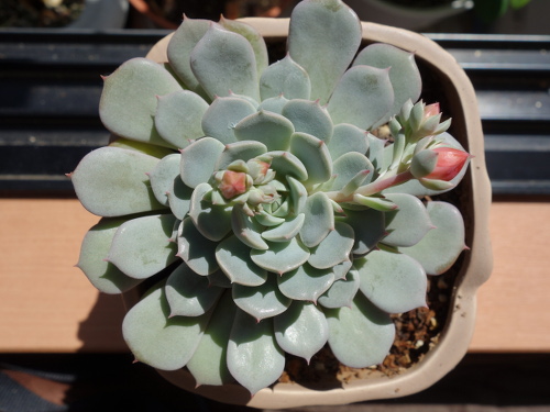 Echeveria Orion