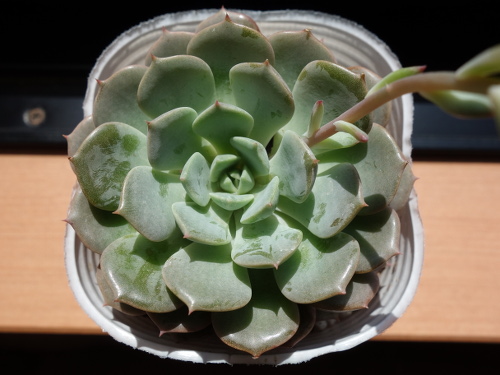 Echeveria Orion