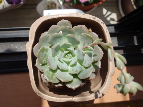 Echeveria Orion