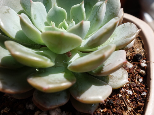 Echeveria Orion