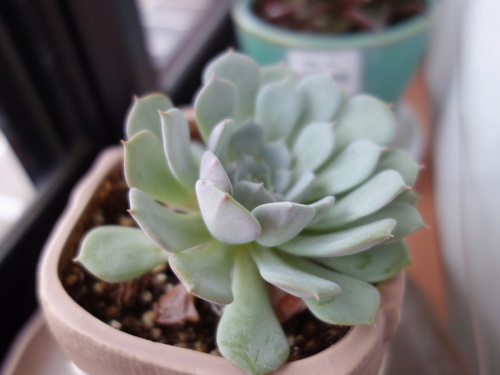 Echeveria Orion