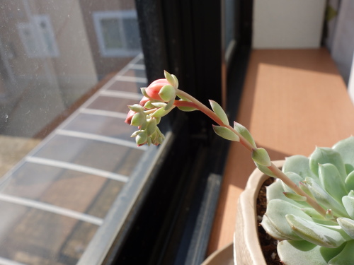 Echeveria Orion