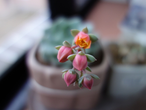 Echeveria Orion