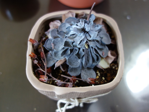 エケベリア オリオン