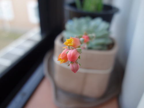 Echeveria Orion