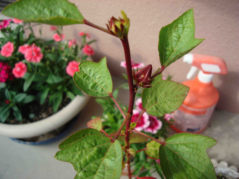 Hibiscus Roselle