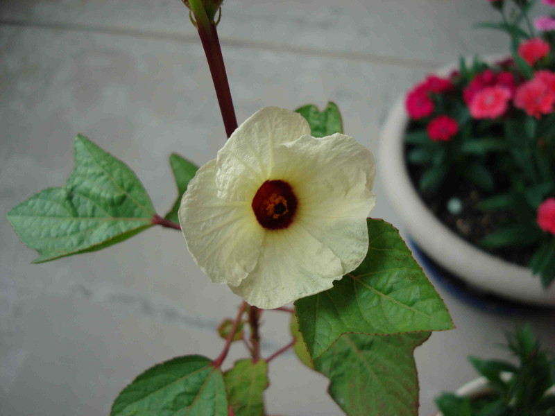 Hibiscus Roselle
