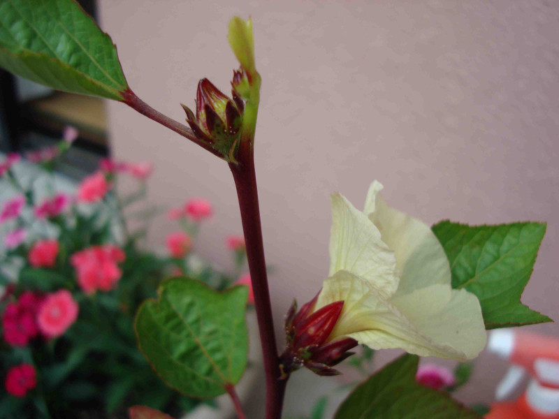 Hibiscus Roselle