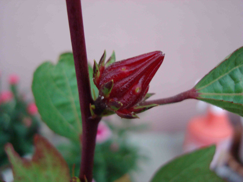 Hibiscus Roselle