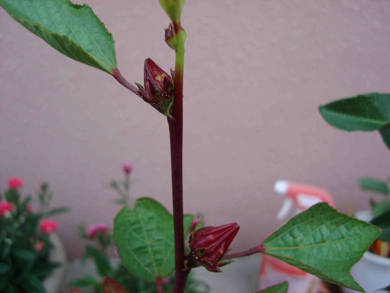 Hibiscus Roselle