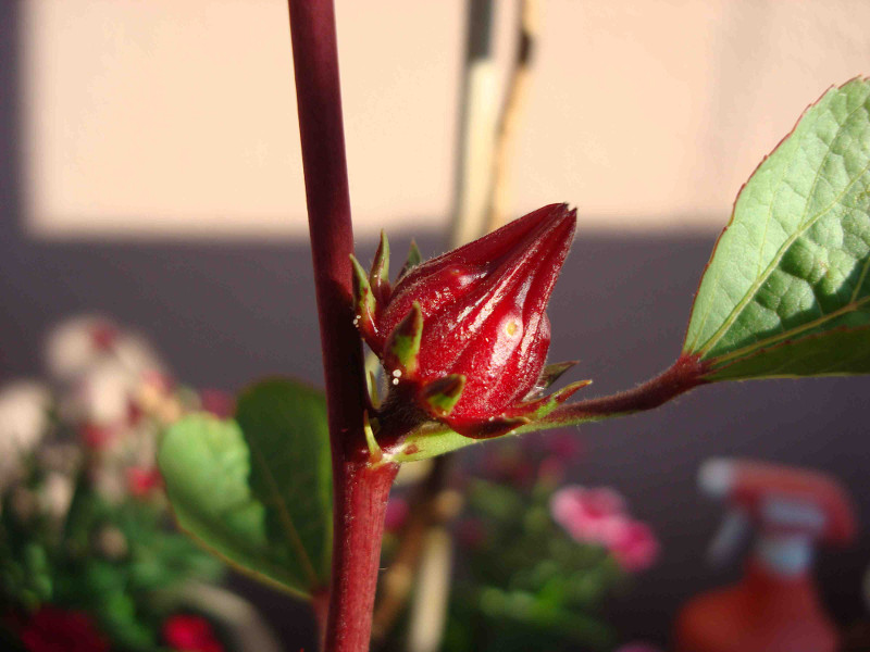Hibiscus Roselle