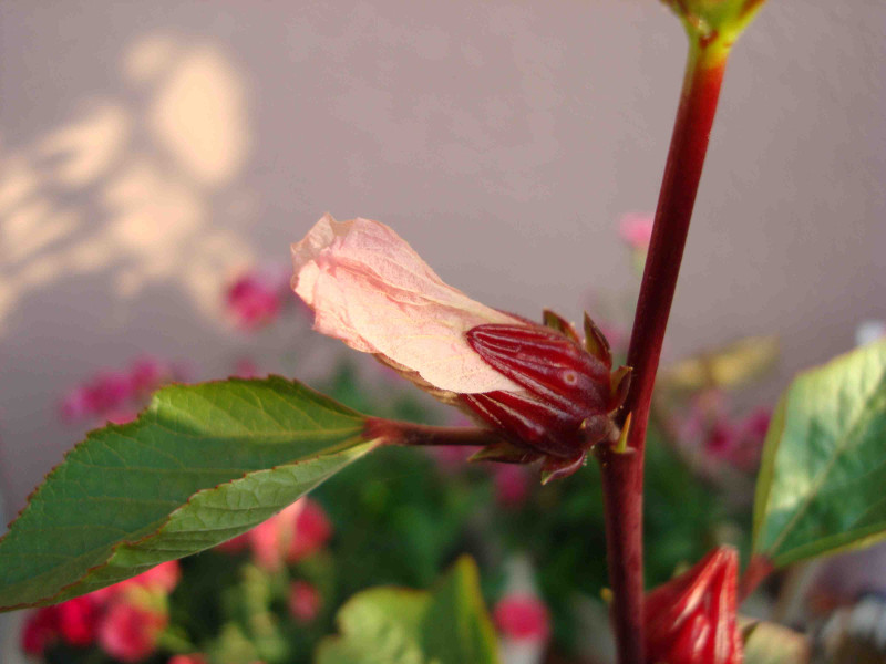 Hibiscus Roselle