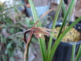 CymbidiumKanranMakino