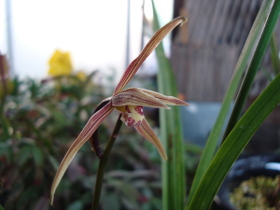 CymbidiumKanranMakino