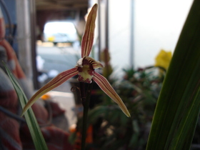 CymbidiumKanranMakino