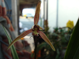 CymbidiumKanranMakino