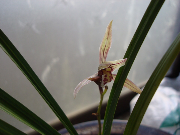 CymbidiumKanranMakino