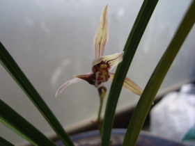 CymbidiumKanranMakino