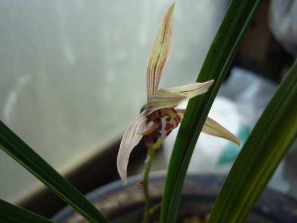 CymbidiumKanranMakino