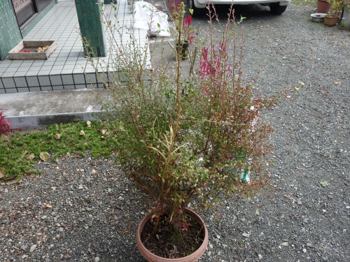 枯れた百合の茎