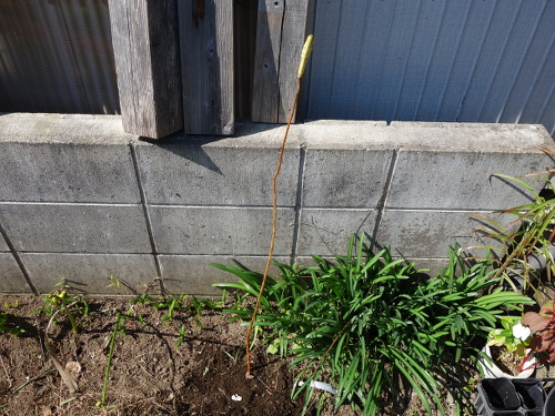 枯れた百合の茎