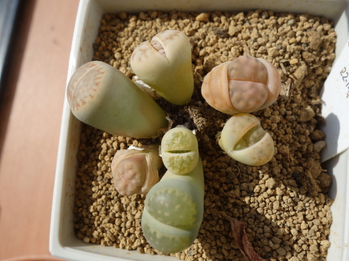 Lithops