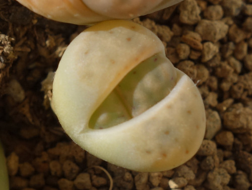 Lithops