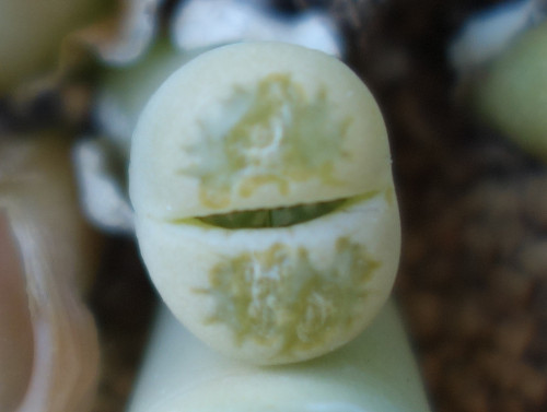 Lithops