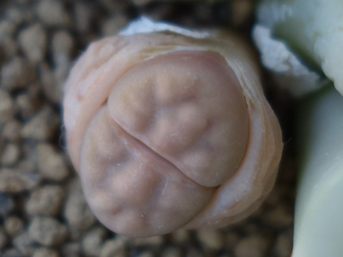 Lithops
