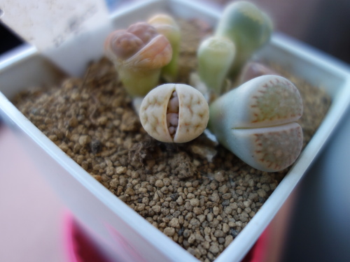 Lithops