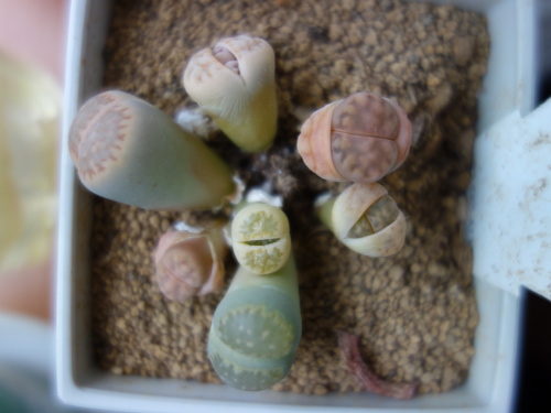 Lithops