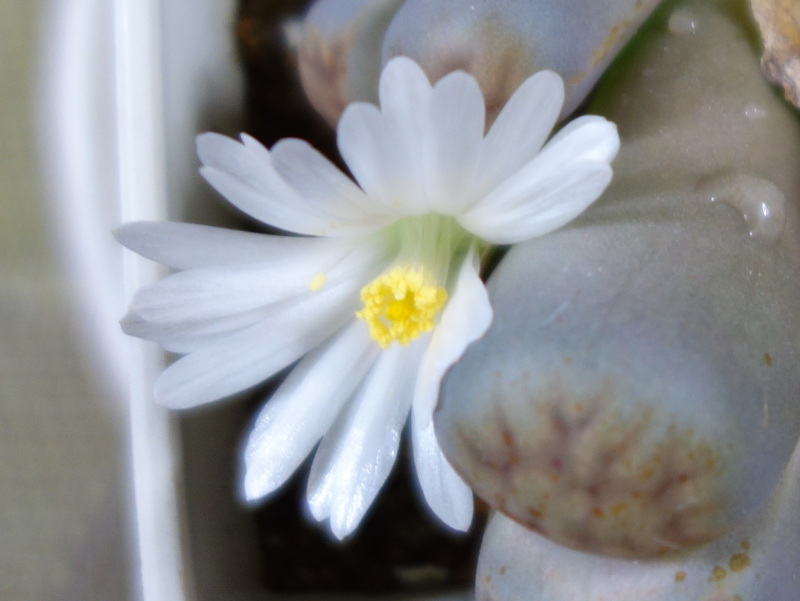 Lithops