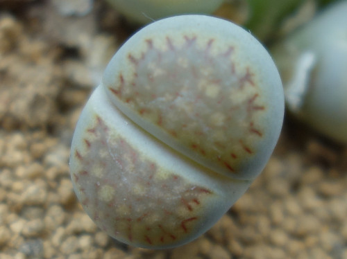 Lithops