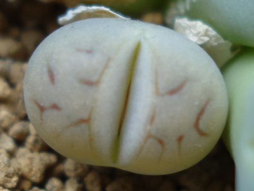 Lithops