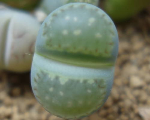 Lithops