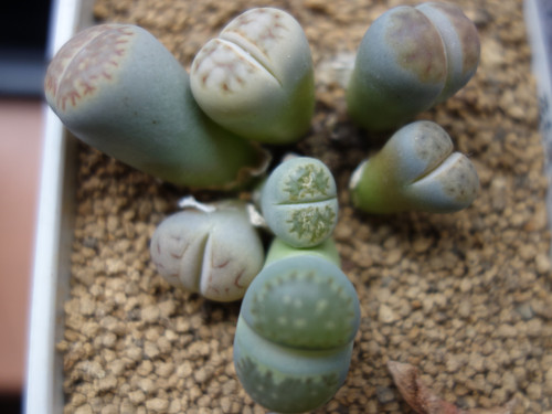 Lithops