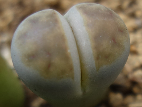 Lithops