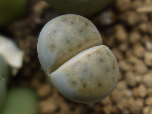 Lithops