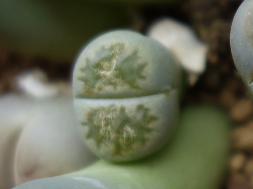 Lithops