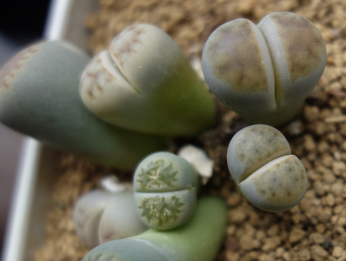 Lithops