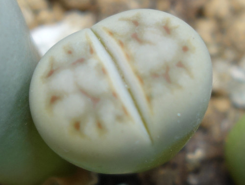 Lithops